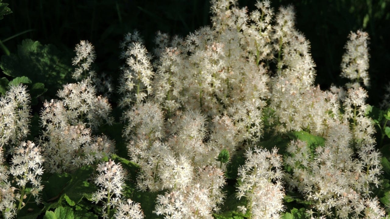 15 Low-Growing Perennials Perfect for Small Gardens 8 15 Low-Growing Perennials Perfect for Small Gardens - coolwort foam flower ss1588080007 dpdgm