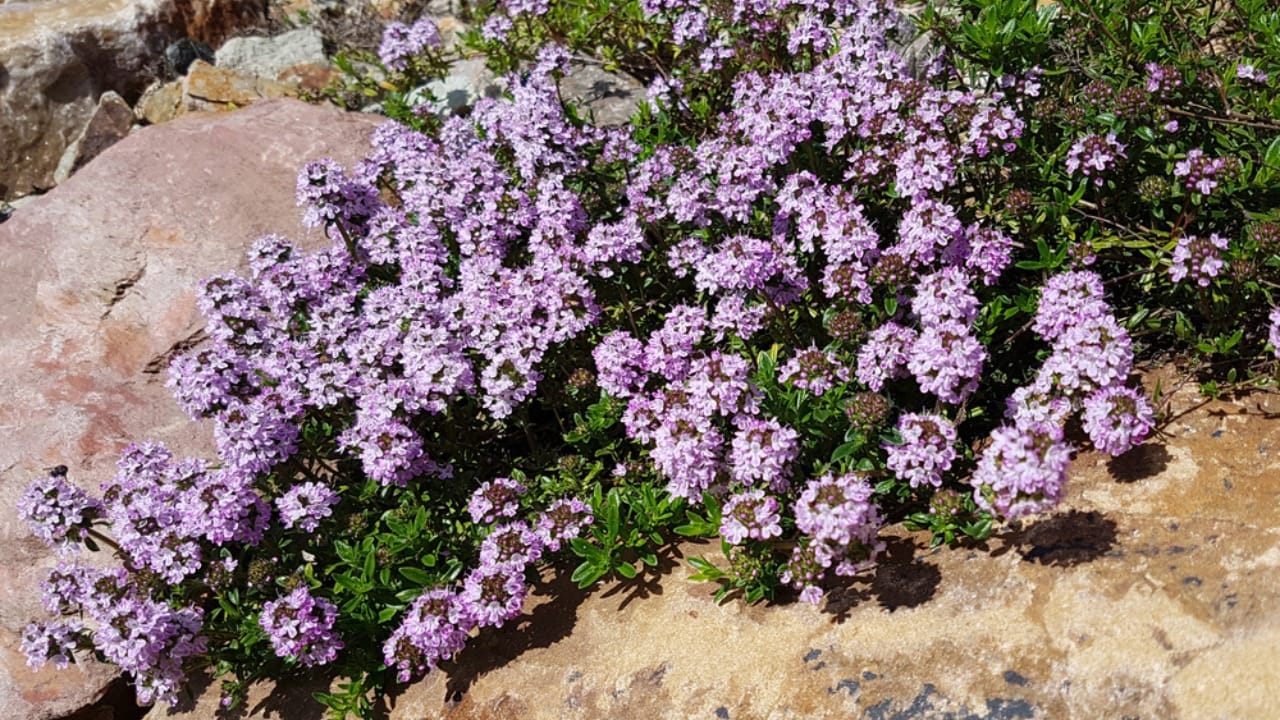 Creeping Thyme Lawns Are the Future of Sustainable Landscaping 2 Creeping Thyme Lawns Are the Future of Sustainable Landscaping - creeping thyme dp501441400 dnoh