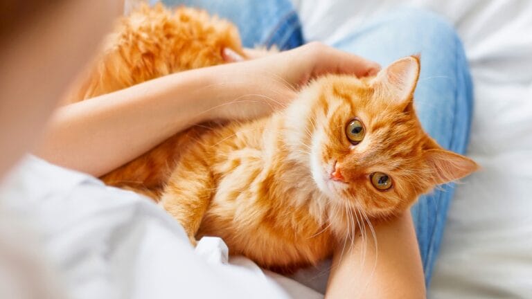 8 Sweet Ways Cats Show They Appreciate You 10 8 Sweet Ways Cats Show They Appreciate You - cuddling cat ss396078325 degm