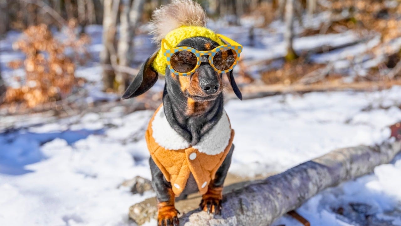 Don’t Let Your Dog Freeze- Here’s When Jackets Are a Must 6 Don’t Let Your Dog Freeze- Here’s When Jackets Are a Must - dachshund dog wearing winter coat ss2540074889 degm