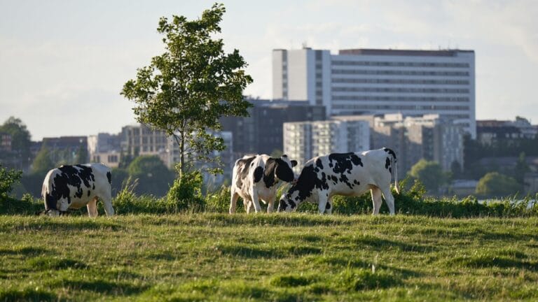 Denmark’s ‘Fart Tax’ Makes Ranchers Pay for Methane 9 Denmark’s ‘Fart Tax’ Makes Ranchers Pay for Methane - danish cows ss2413567849 degm