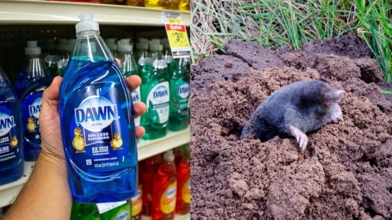 DIY Mole Control: Does Dawn Dish Soap Really Work? 7 DIY Mole Control: Does Dawn Dish Soap Really Work? - dawn dishwashing liquid ss1552124906 dpdgm mole dp9924670 dnoh