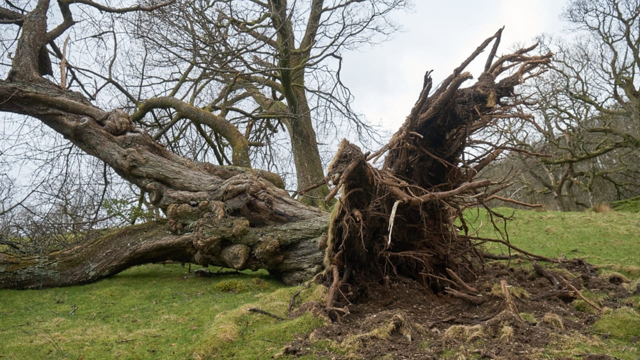 Natural Pest Control: Welcome Owls and Hawks to Your Garden 8 Natural Pest Control: Welcome Owls and Hawks to Your Garden - dead tree dp540583968 dnoh