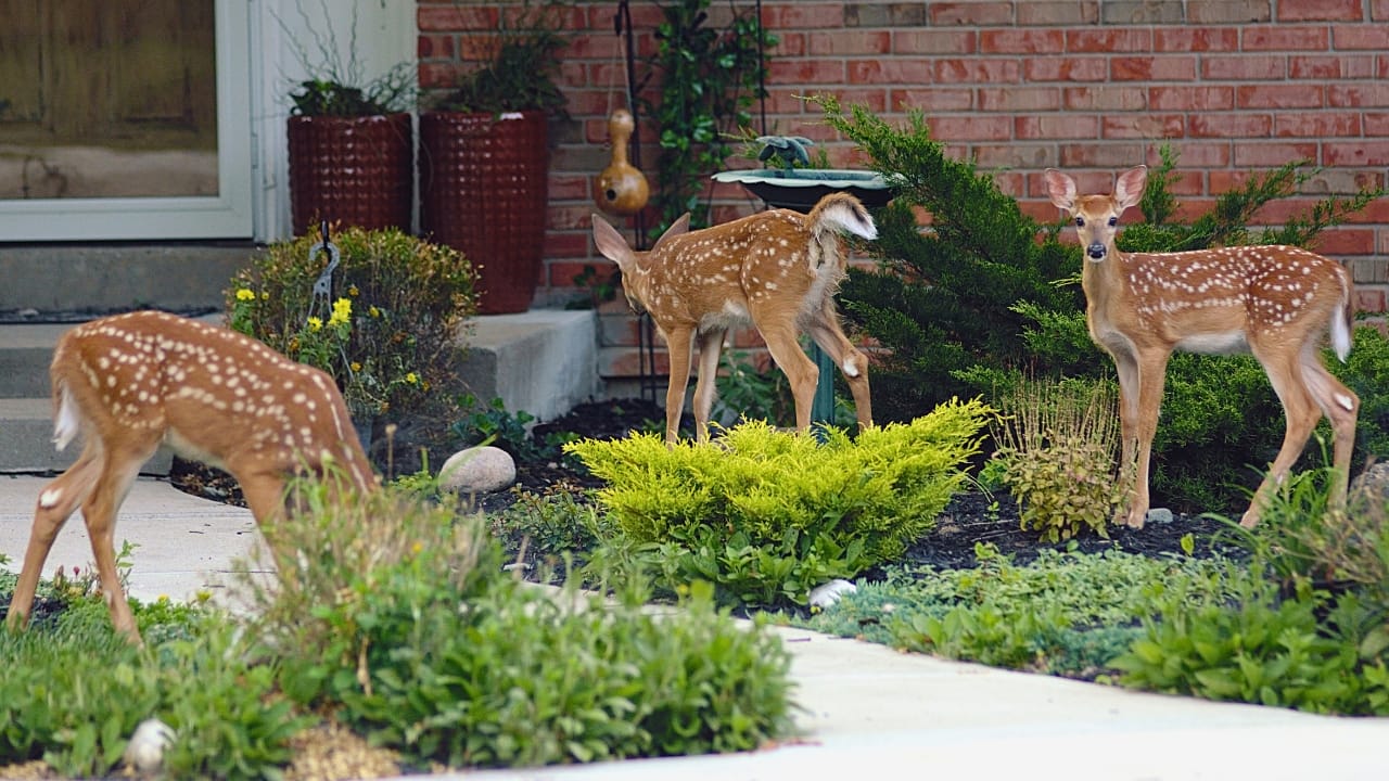 Deer-Proof Your Garden with These 11 Trusted Techniques 9 Deer-Proof Your Garden with These 11 Trusted Techniques - deer garden ss2343024567 degm