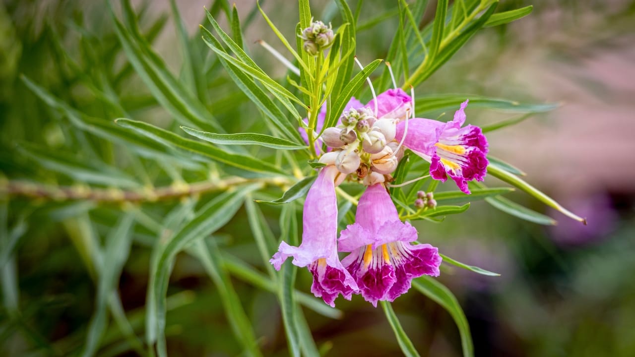 8 Purple Trees to Make Your Yard the Envy of the Block 8 8 Purple Trees to Make Your Yard the Envy of the Block - desert willow tree ss2221135139 degm