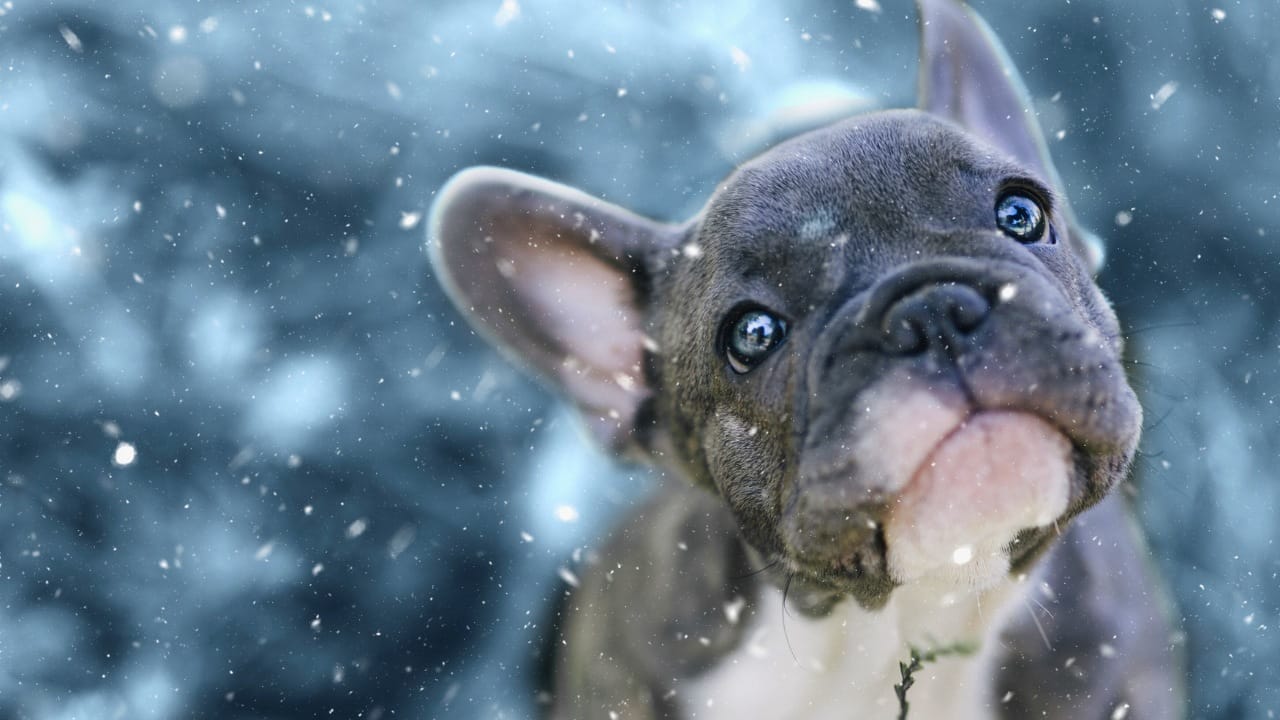 Don’t Let Your Dog Freeze- Here’s When Jackets Are a Must 3 Don’t Let Your Dog Freeze- Here’s When Jackets Are a Must - dog winter french bulldog ss501224296 degm