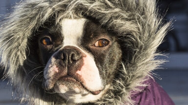 Don’t Let Your Dog Freeze- Here’s When Jackets Are a Must 1 Don’t Let Your Dog Freeze- Here’s When Jackets Are a Must - dog winter jacket ss238184224 degm