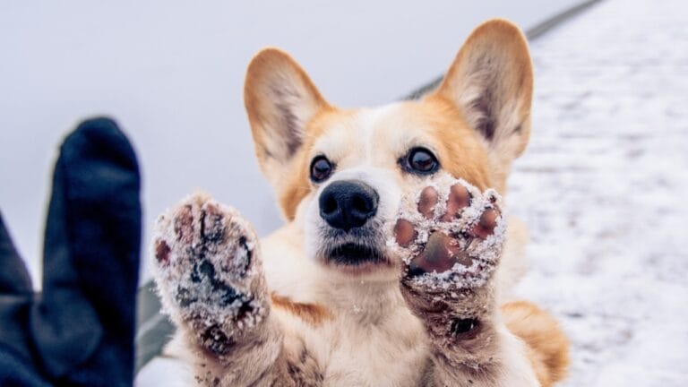 Always Wash Your Dog’s Paws to Avoid Winter Dangers 1 Always Wash Your Dog’s Paws to Avoid Winter Dangers - dog paw ss765763654 dpdgm
