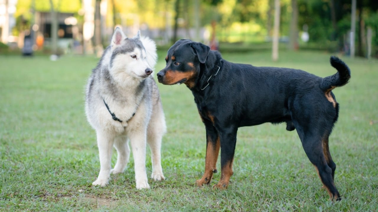 10 Reasons Your Dog’s Nose Is Their Greatest Superpower 4 10 Reasons Your Dog’s Nose Is Their Greatest Superpower - dog sniffing other dog ss2138191797 dnoh