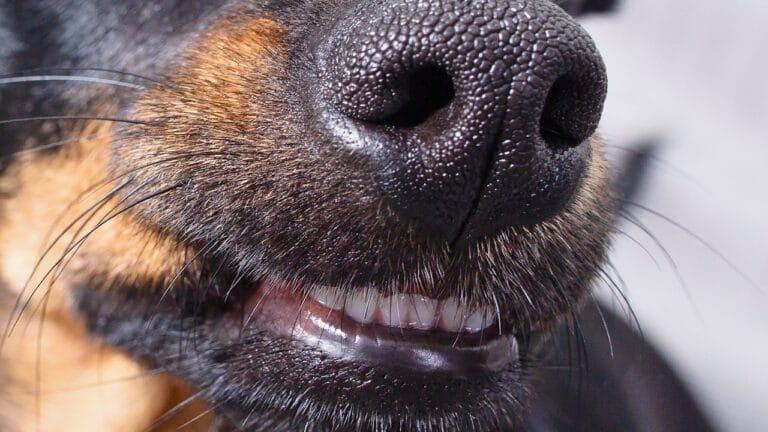 10 Reasons Your Dog’s Nose Is Their Greatest Superpower 8 10 Reasons Your Dog’s Nose Is Their Greatest Superpower - dogs close up nose and smile ss1728401521 degm
