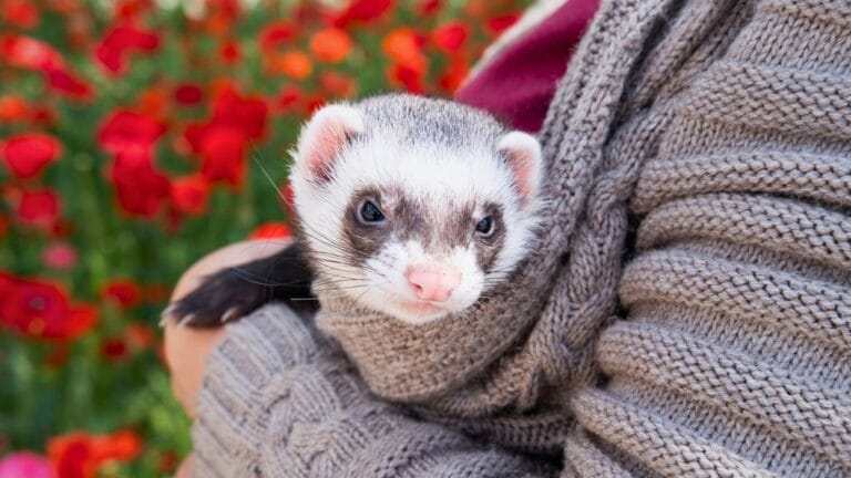 Releasing Captive Animals Sounds Noble but Here’s the Reality 8 Releasing Captive Animals Sounds Noble but Here’s the Reality - domestic pet ferret ss2272677061 degm