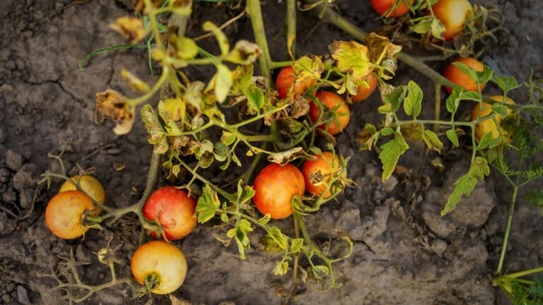 The Unexpected Tomato Discovery That Could Transform Farming 8 The Unexpected Tomato Discovery That Could Transform Farming - dried tomato tops ss2489440713 degm