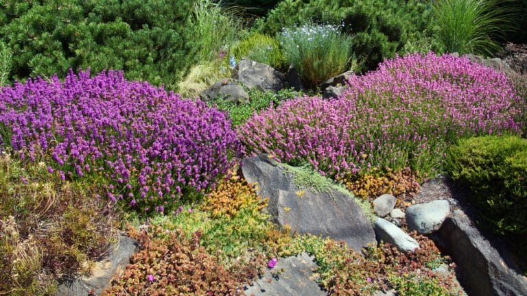 10 Strategies for Building a Water-Saving Drought-Proof Garden 9 10 Strategies for Building a Water-Saving Drought-Proof Garden - drought tolerant plants ss158470331 degm