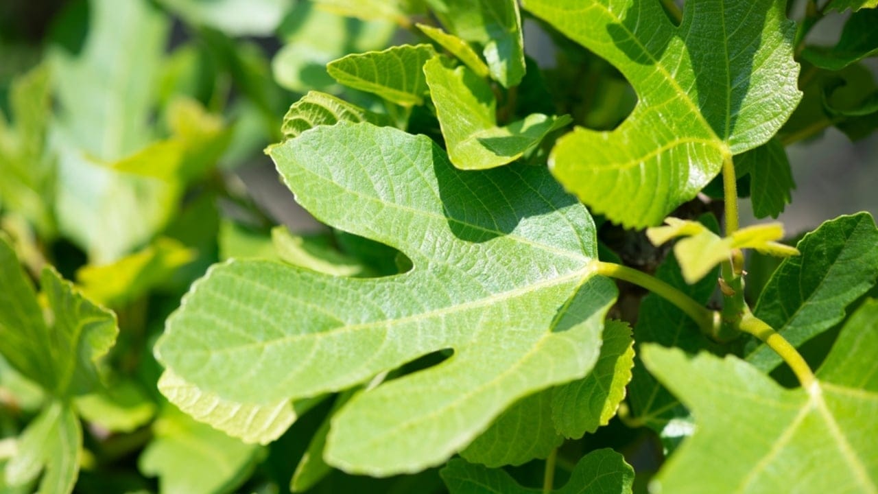 Fig Leaves Are the New Superfood: 4 Key Benefits 11 Fig Leaves Are the New Superfood: 4 Key Benefits - fig leaves close up ss2198783301 dnoh
