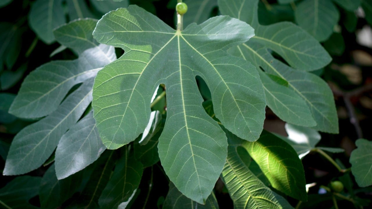 Fig Leaves Are the New Superfood: 4 Key Benefits 7 Fig Leaves Are the New Superfood: 4 Key Benefits - fig leaves ss2012504471 dnoh