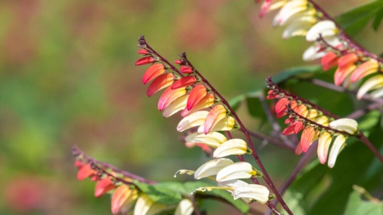 15 Fast-Growing Climbers That’ll Make Your Garden Come Alive 4 15 Fast-Growing Climbers That’ll Make Your Garden Come Alive - fire vine dp509772240 dnoh