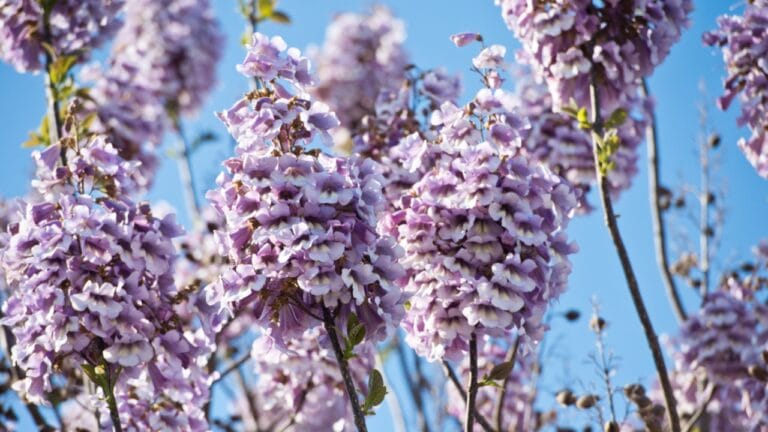 The World’s Fastest-Growing Tree Could Change Everything 3 The World’s Fastest-Growing Tree Could Change Everything - flower of paulownia tree ss1727932225 dpdgm
