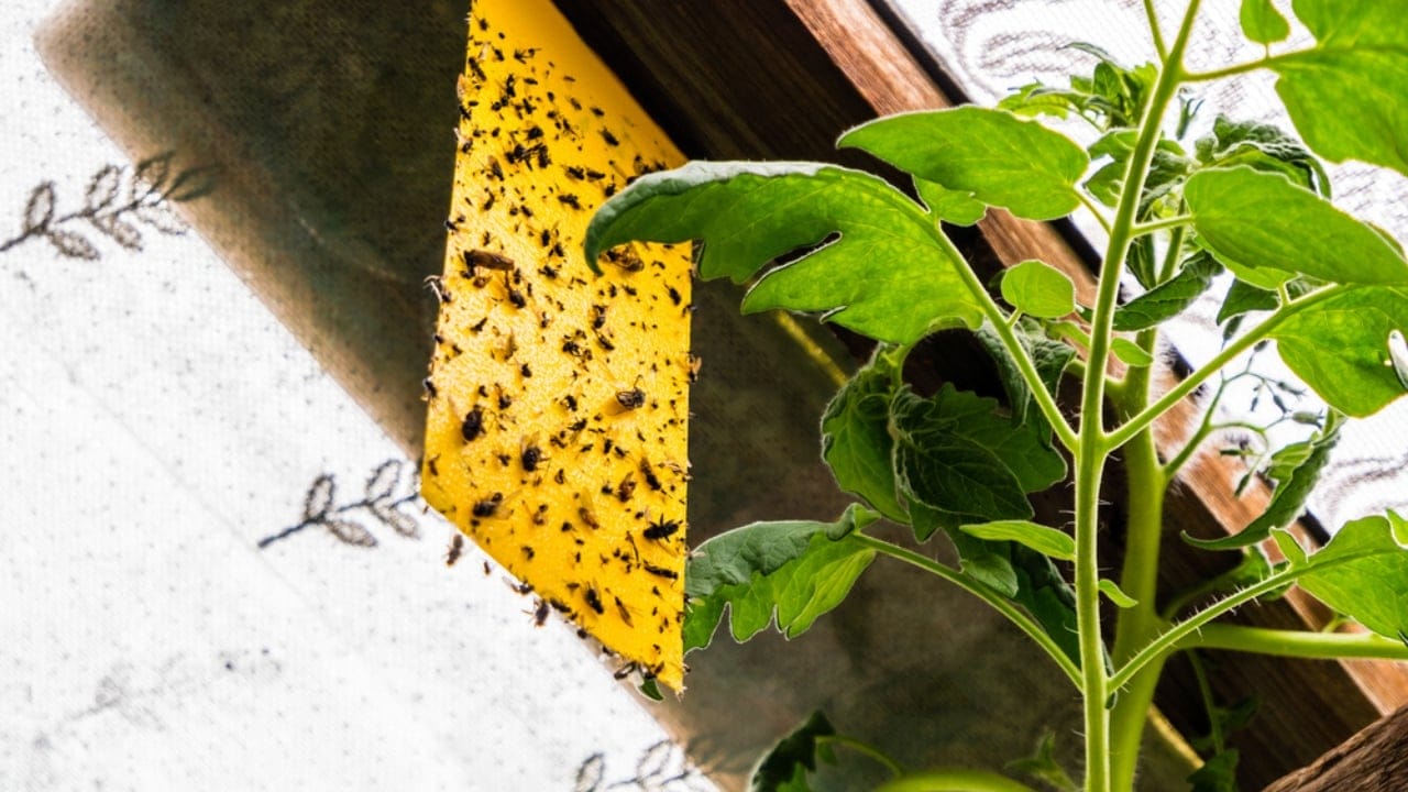 14 Instant Fixes to Keep Flies Away From Your Outdoor Spaces 11 14 Instant Fixes to Keep Flies Away From Your Outdoor Spaces - fly traps dp407302670 dnoh