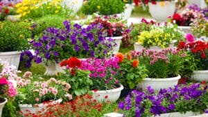 15 Gorgeous Flowers to Brighten and Beautify Your Garden 1 15 Gorgeous Flowers to Brighten and Beautify Your Garden - garden flowers dp116745082 dnoh