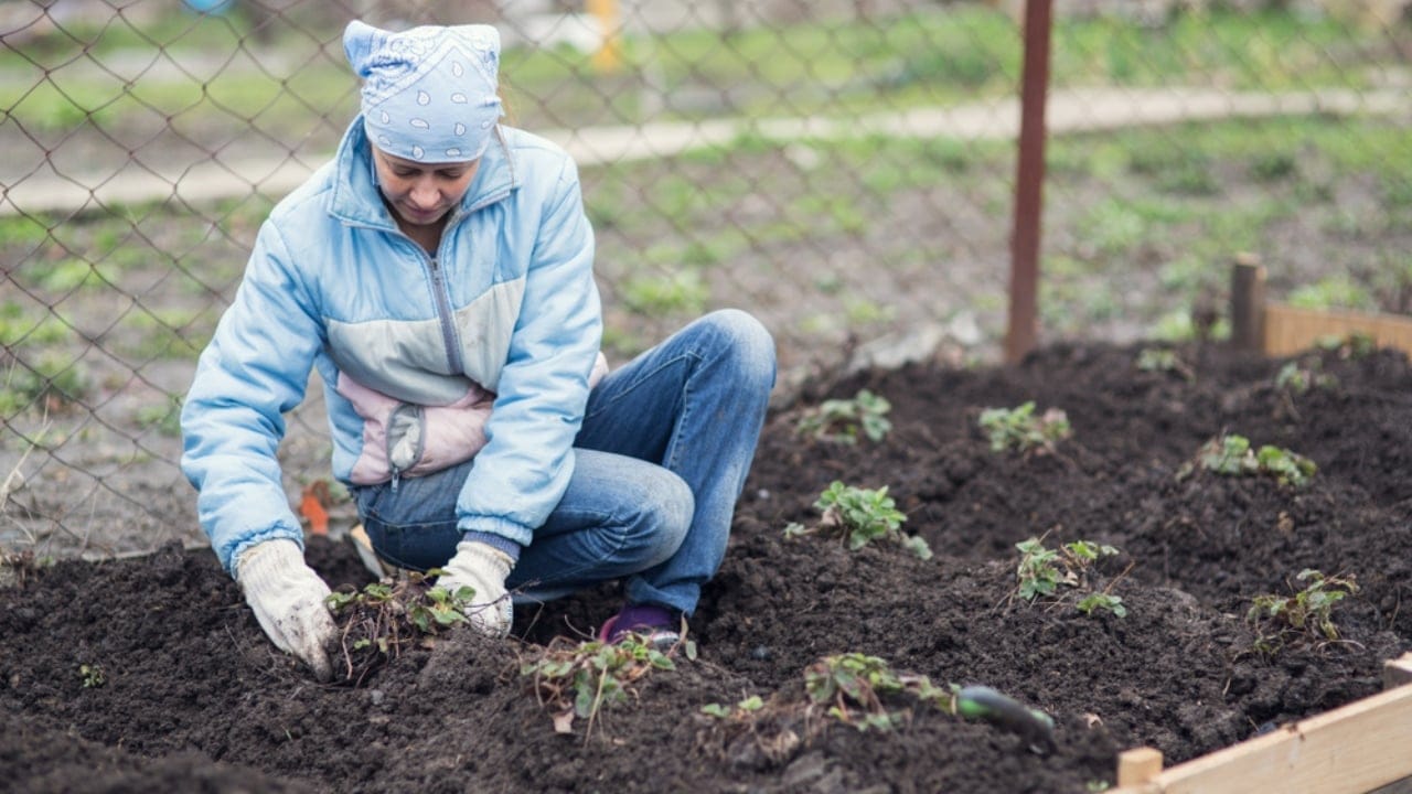 Put These 8 Things in Your Tomato Planting Hole For Unbeatable Harvests 8 Put These 8 Things in Your Tomato Planting Hole For Unbeatable Harvests - gardener ss1053980819 dpdgm