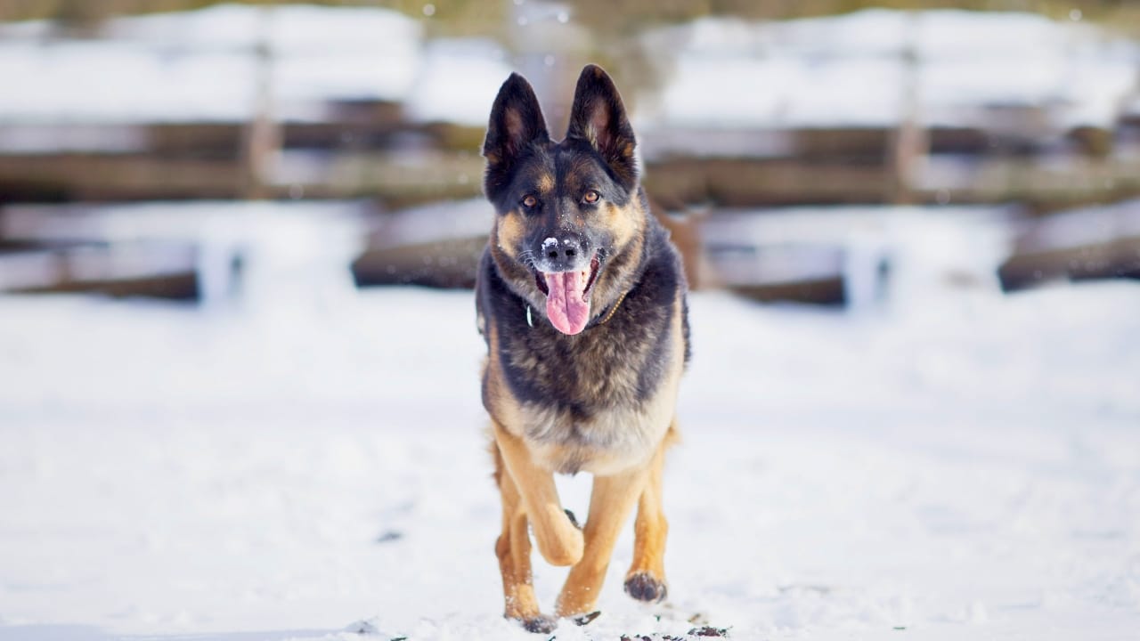 15 Dog Breeds That Love Snow More Than You Do 15 15 Dog Breeds That Love Snow More Than You Do - german shepard dog winter ss2330078535 degm