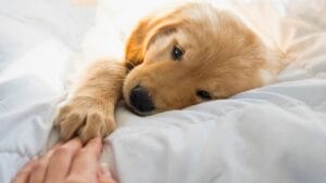 18 Loyal Dog Breeds That Will Never Leave Your Side 1 18 Loyal Dog Breeds That Will Never Leave Your Side - golden retriever dog puppy ss2482581453 degm