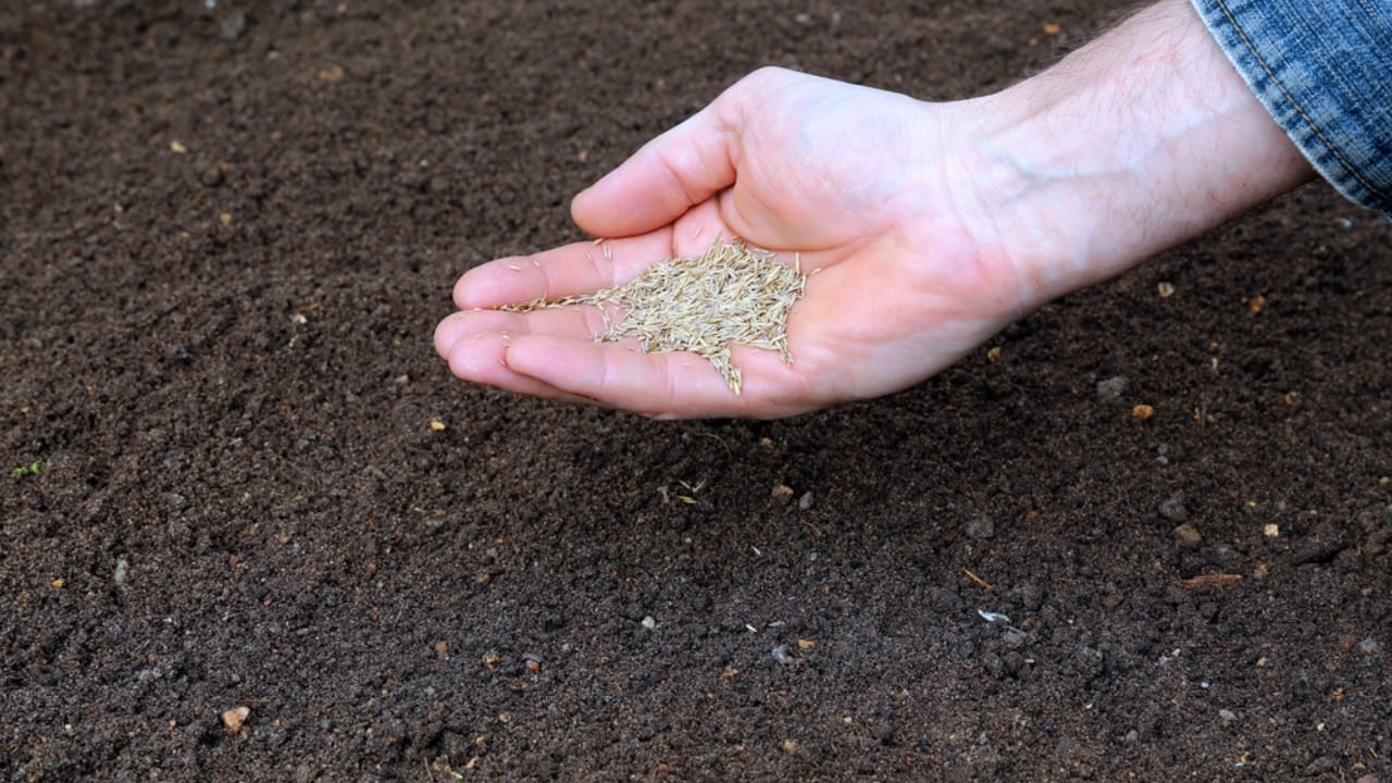 13 Steps in Leveling a Yard by Hand: Tools, Tips & Best Practices 15 13 Steps in Leveling a Yard by Hand: Tools, Tips & Best Practices - grass seed on soil dp76050023 dnoh