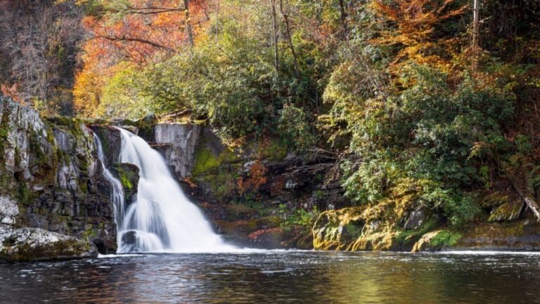 Why National Parks Are America’s Greatest Living Gardens 6 Why National Parks Are America’s Greatest Living Gardens - great smoky mountains national park ss2223994275 dnoh