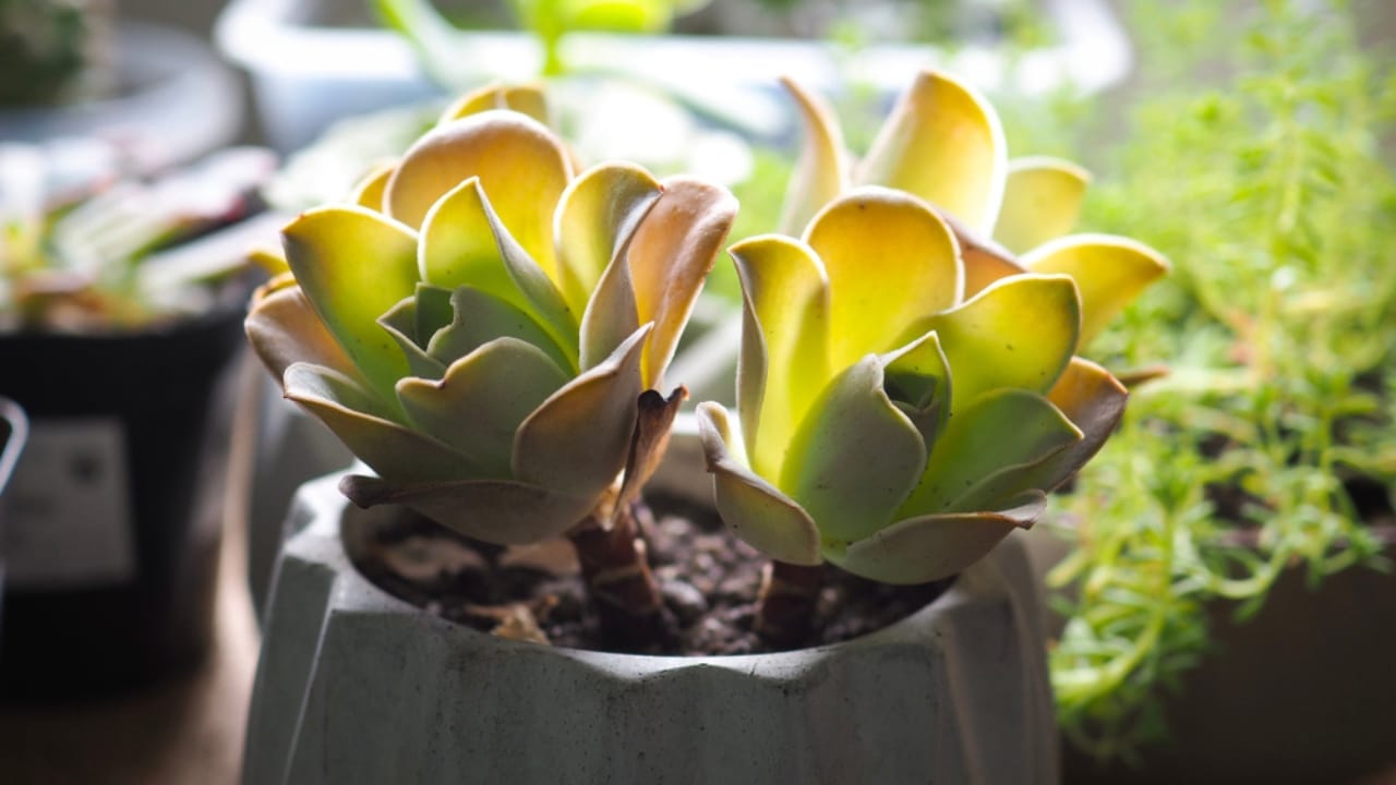 14 Unique Succulents That Will Wow Any Plant Lover 14 14 Unique Succulents That Will Wow Any Plant Lover - greenovia ss1542456908 dnoh