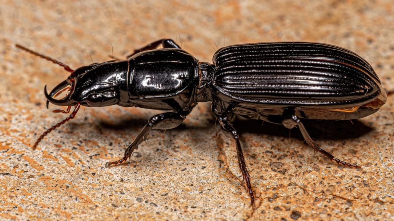 How to Get Rid of Grubs Naturally: 11 Proven Methods 7 How to Get Rid of Grubs Naturally: 11 Proven Methods - ground beetles dp615201616 dnoh