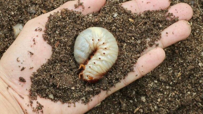 How to Get Rid of Grubs Naturally: 11 Proven Methods 8 How to Get Rid of Grubs Naturally: 11 Proven Methods - grub worm dp66969875 dnoh
