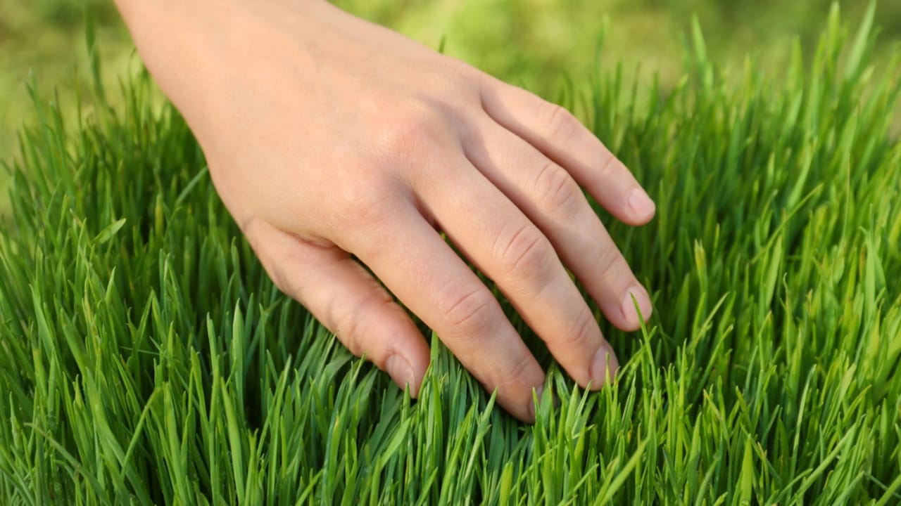 13 Steps in Leveling a Yard by Hand: Tools, Tips & Best Practices 16 13 Steps in Leveling a Yard by Hand: Tools, Tips & Best Practices - hand touching green grass dp170933610 dnoh