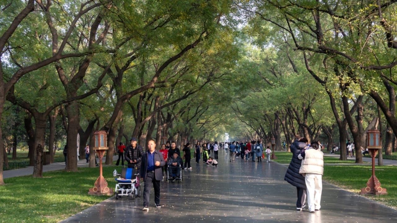 The Trees That Remember: Memorials to World War Heroes 9 The Trees That Remember: Memorials to World War Heroes - heritage site ss2554336445 dpdgm