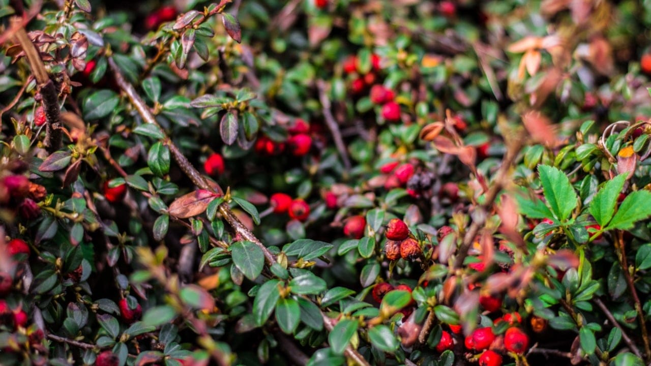 Skip the Fence: 18 Fast-Growing Shrubs for Instant Privacy 18 Skip the Fence: 18 Fast-Growing Shrubs for Instant Privacy - holly shrubs dp225895208 dnoh