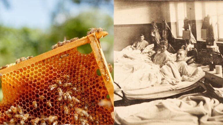 Beekeeping Became a Wartime Lifeline During WWII 5 Beekeeping Became a Wartime Lifeline During WWII - honeycomb beekeeper beekeeping ss767438668 dnoh World War I hospital patients wc