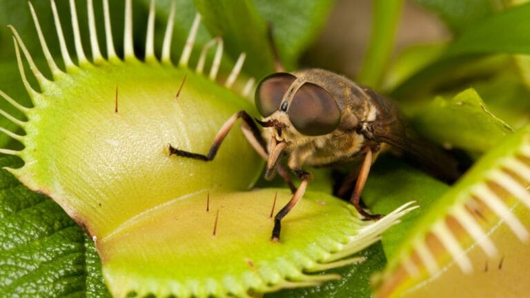 Nature's Deadly Garden: 13 Plants That Hunt Their Prey 10 Nature's Deadly Garden: 13 Plants That Hunt Their Prey - horse fly and green fly trap dp187739878 dnoh
