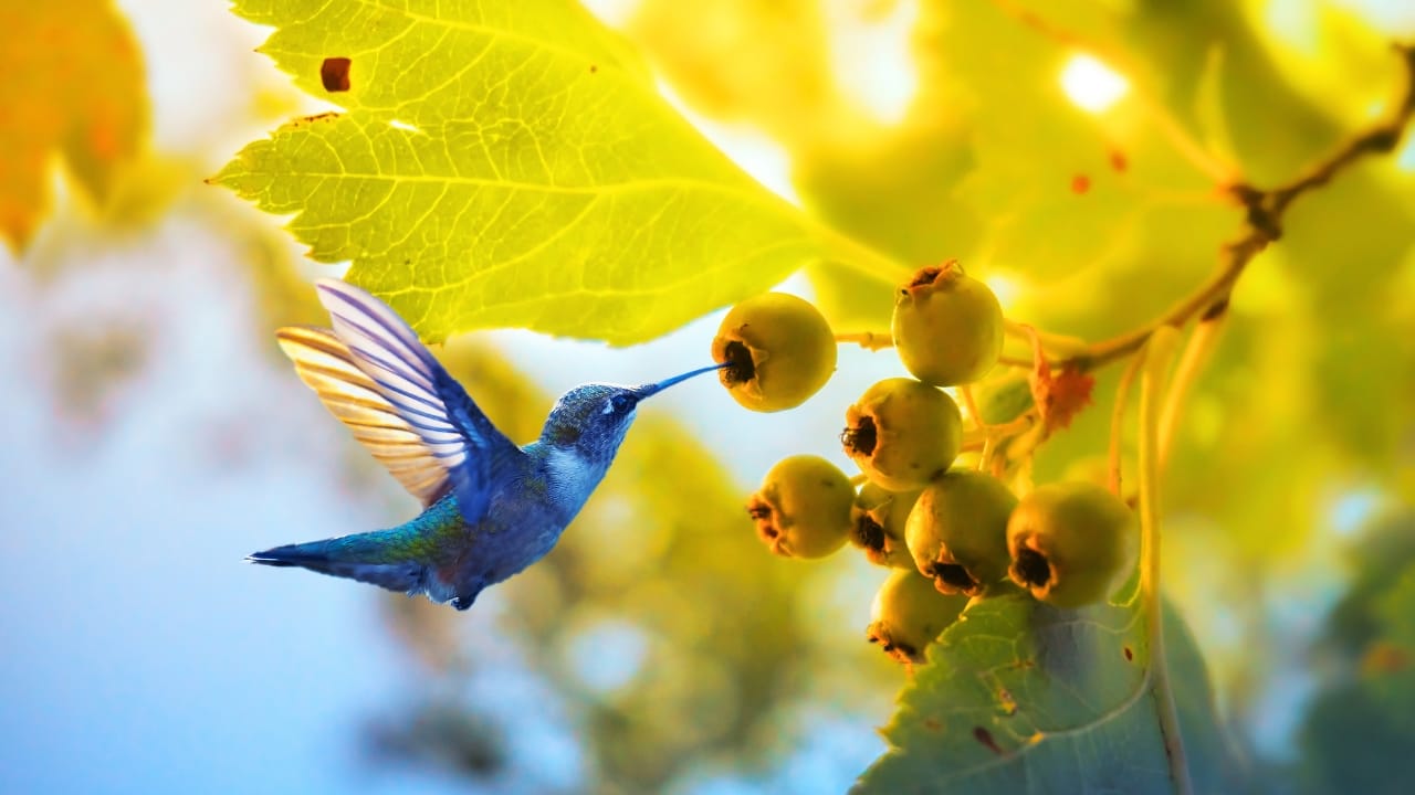 Make Your Garden Irresistible to Hummingbirds With These 5 Tips 5 Make Your Garden Irresistible to Hummingbirds With These 5 Tips - hummingbird fruit ss2112157649 dnoh