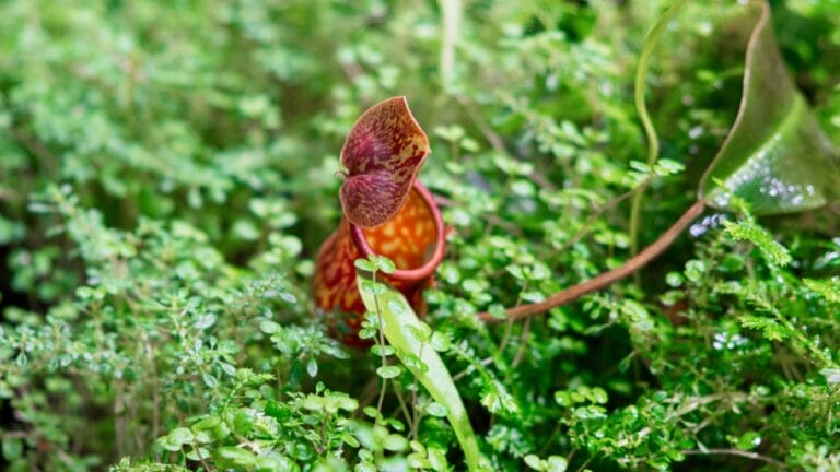 13 Rare Plants That Could Disappear From Gardens Worldwide 5 13 Rare Plants That Could Disappear From Gardens Worldwide - insect catcher plant dp504942602 dnoh
