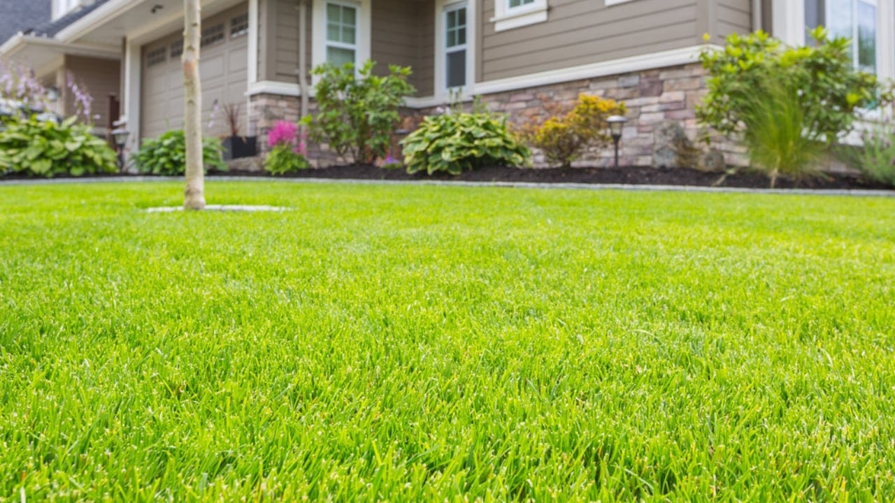 Why 1950s Front Yards Became Symbols of the American Dream 3 Why 1950s Front Yards Became Symbols of the American Dream - lawn ss533390473 dpdgm