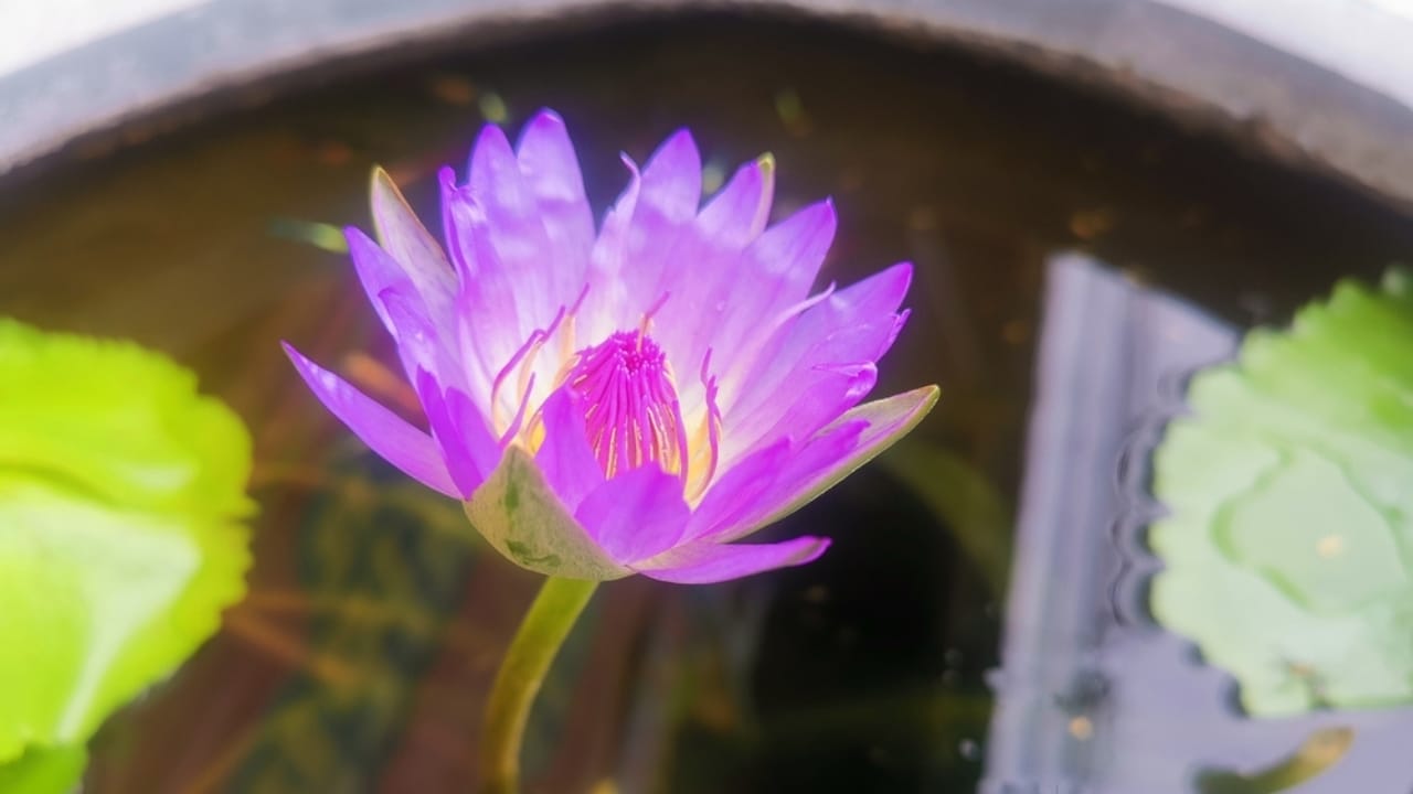 The Lotus Craze Is Real: How to Grow Them Without a Pond 7 The Lotus Craze Is Real: How to Grow Them Without a Pond - lotus in basin ss2325486721 dnoh
