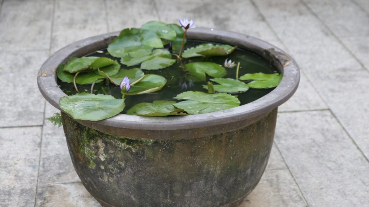 The Lotus Craze Is Real: How to Grow Them Without a Pond 10 The Lotus Craze Is Real: How to Grow Them Without a Pond - lotus winter ss2556048393 dnoh