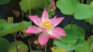 The Lotus Craze Is Real: How to Grow Them Without a Pond 1 The Lotus Craze Is Real: How to Grow Them Without a Pond - lotus ss2520684941 dnoh