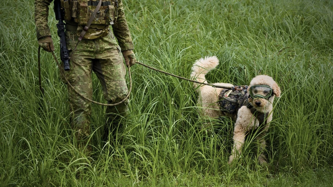 Poodles at War: Untold Stories of History’s Elegant Warriors 4 Poodles at War: Untold Stories of History’s Elegant Warriors - military dog poodle ss2476451931 degm