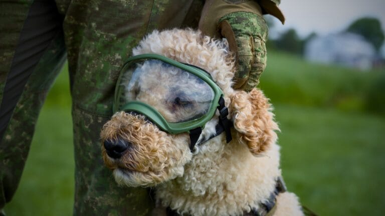 Poodles at War: Untold Stories of History’s Elegant Warriors 10 Poodles at War: Untold Stories of History’s Elegant Warriors - military dog ​poodle ss2476451923 degm