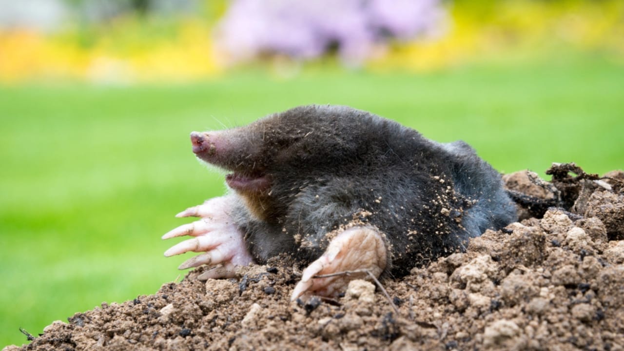 DIY Mole Control: Does Dawn Dish Soap Really Work? 9 DIY Mole Control: Does Dawn Dish Soap Really Work? - mole dp504980730 dnoh