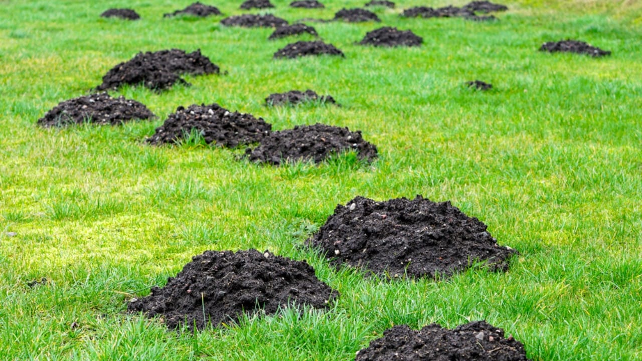 DIY Mole Control: Does Dawn Dish Soap Really Work? 10 DIY Mole Control: Does Dawn Dish Soap Really Work? - mole mounds dp349338020 dnoh