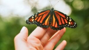 Monarchs Defy Fragility: 10 Facts About Their Strength 1 Monarchs Defy Fragility: 10 Facts About Their Strength - monarch butterfly ss2203904753 degm