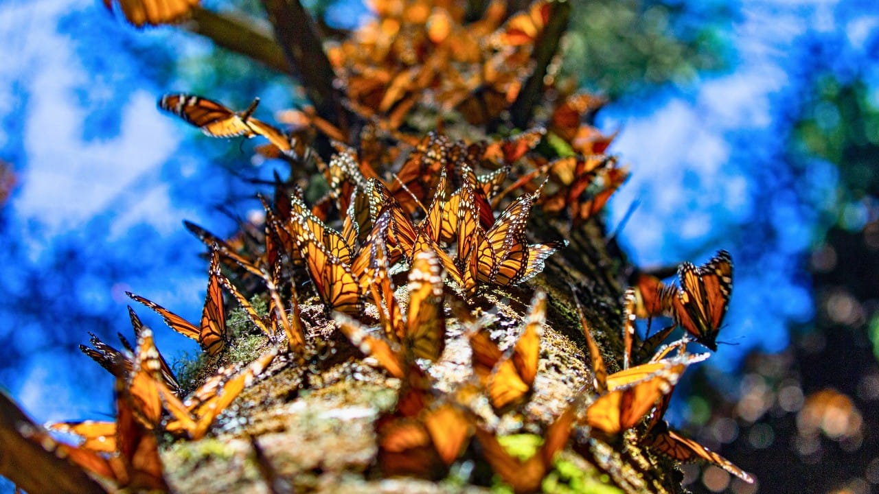 Monarchs Defy Fragility: 10 Facts About Their Strength 6 Monarchs Defy Fragility: 10 Facts About Their Strength - monarch butterfly ss2232185337 degm