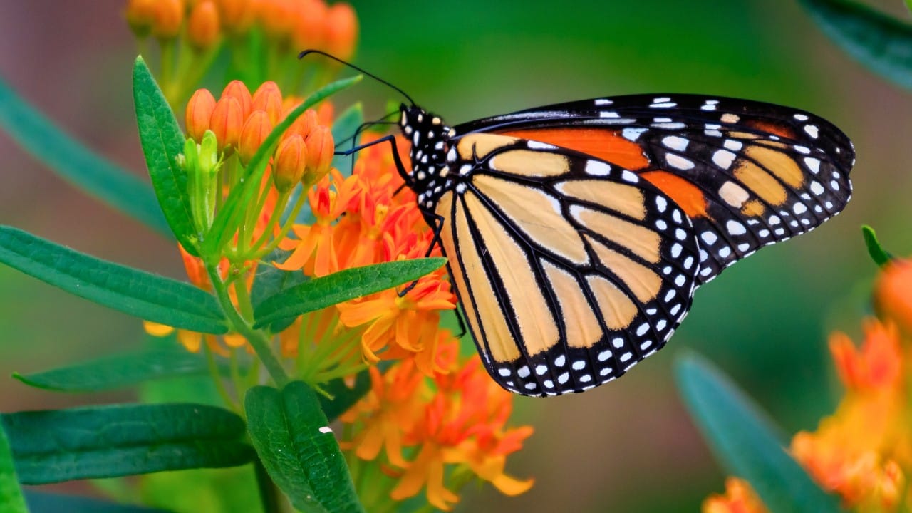 Monarchs Defy Fragility: 10 Facts About Their Strength 10 Monarchs Defy Fragility: 10 Facts About Their Strength - monarch butterfly ss2421823523 degm