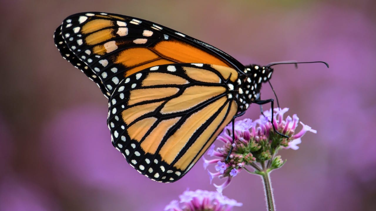 Monarchs Defy Fragility: 10 Facts About Their Strength 4 Monarchs Defy Fragility: 10 Facts About Their Strength - monarch butterfly ss2460312043 degm